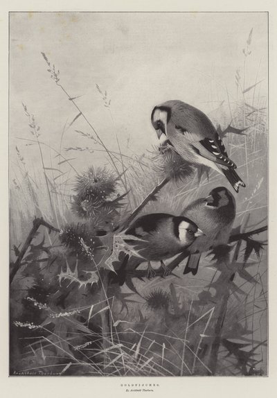 Goldfinches by Archibald Thorburn